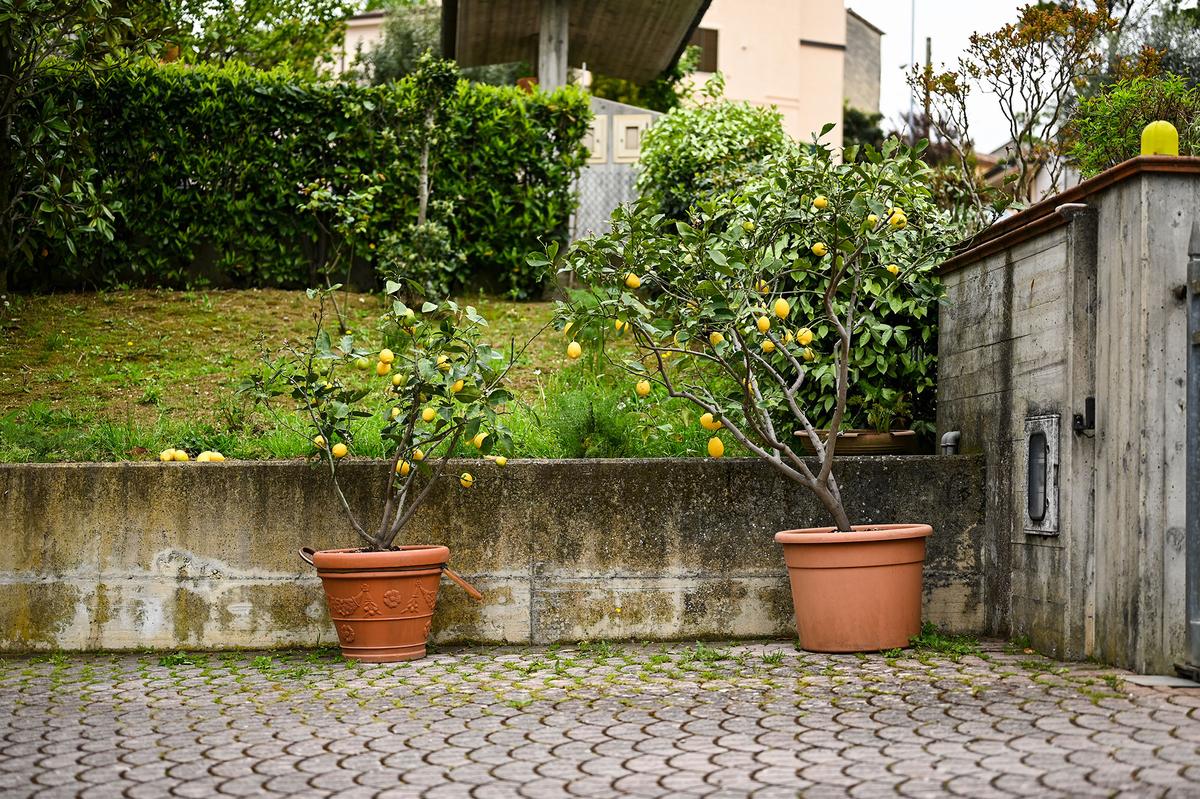 Container-grown citrus allows gardeners to shift plants indoors during winter, extending the range of fruits that are normally confined to warmer states. (Yuliya Taba/Getty Images)