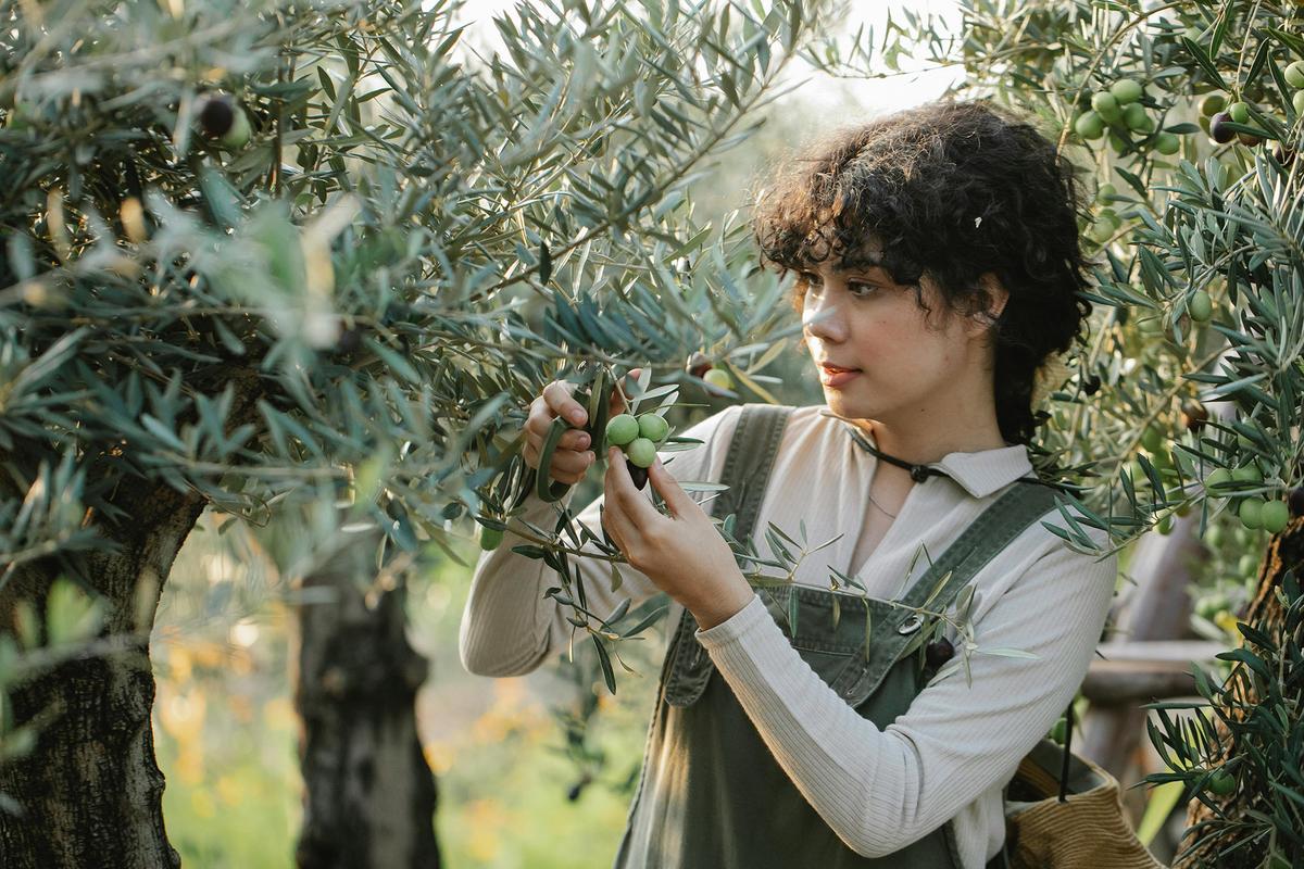 Olives must be cured or pressed before eating, which makes the harvest more labor-intensive but also deeply rewarding. (Gary Barnes/Pexels)