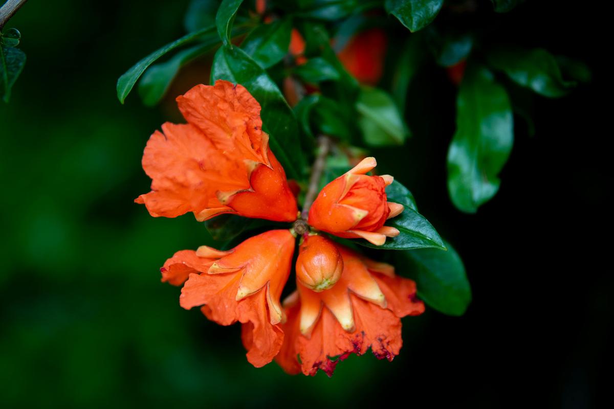 Pomegranate blooms are valued for their beautiful appearance even if they don't fruit. (Magda Ehlers/Pexels)
