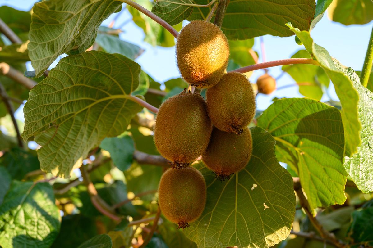 Sturdy trellises and careful annual pruning will keep kiwi vines healthy and productive. (barmalini/Shutterstock)