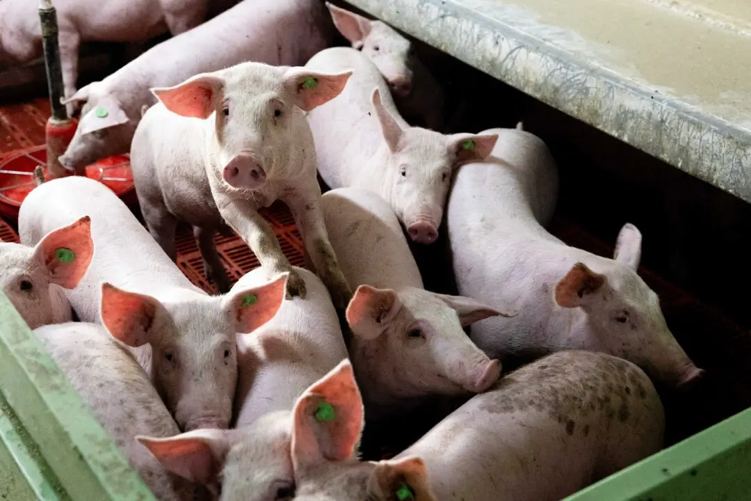 Day in Photos: Swine Fever in Spain, Olympic Flame Handover, and Restoration of the Pergamon Museum