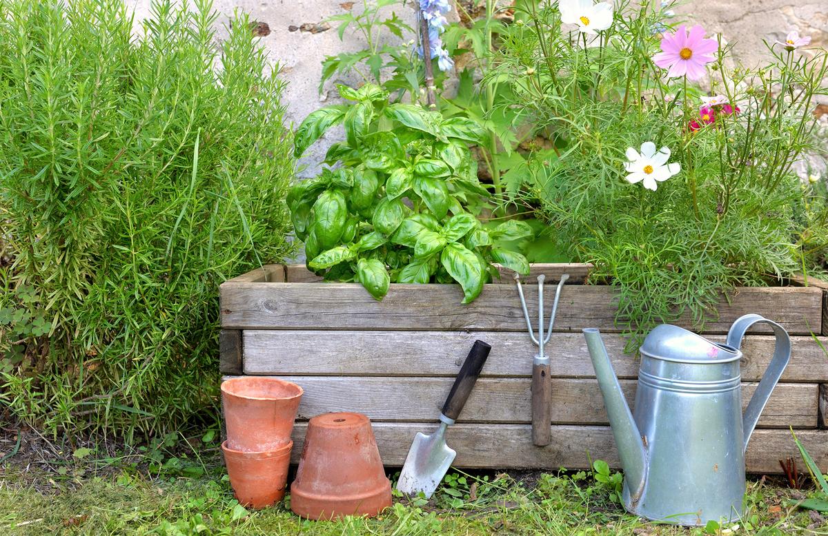 Plants thrive when shielded from persistent winds, making windbreaks essential for gardens in exposed locations. (sanddebeautheil/Getty Images)