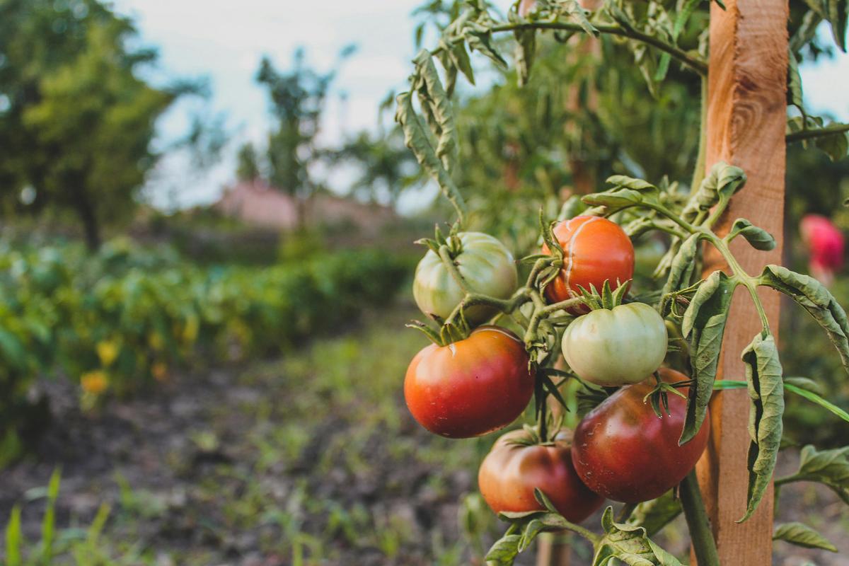 Even a few degrees of temperature difference over a season can determine which crops will flourish. (Czapp Árpád/Pexels)