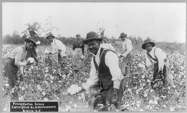 African American cotton pickers at work in South Carolina. Library of Congress. (Public Domain)