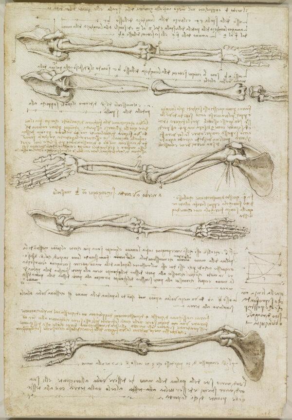 Sketches of the bones of the arm, circa 1510–1511, by Leonardo da Vinci. (Public Domain)
