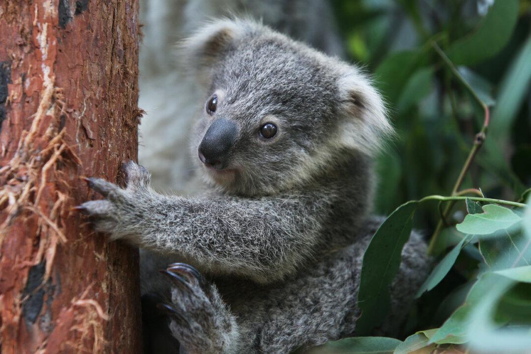 Koala ‘Misinformation’ Cry as Population Counts Soar