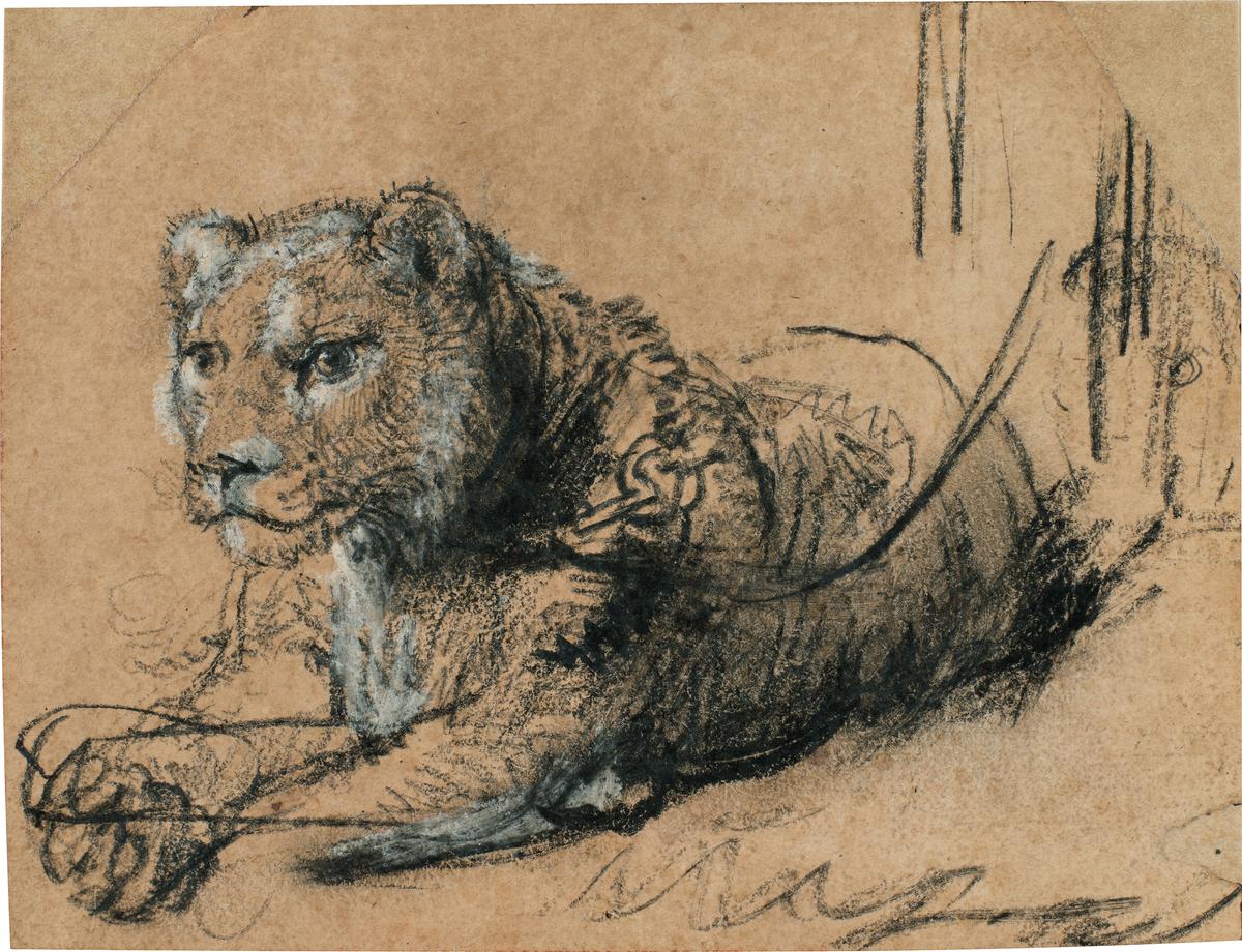 “Young Lion Resting,” circa 1638–1642, by Rembrandt van Rijn. Black chalk with white chalk heightening and grey wash on brown laid paper; 4 ½ inches by 5 9/10 inches. (Sotheby's)