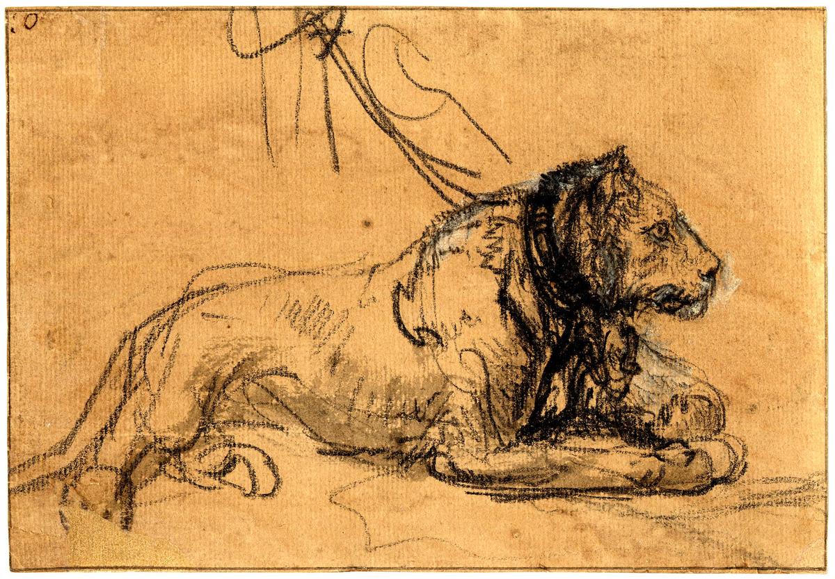 "A Chained Lioness, Lying on the Ground in Profile to the Right," circa 1637, by Rembrandt van Rijn. Charcoal and gray wash touched with white oil paint on paper prepared with brown wash; 5 inches by 7 inches. British Museum, London. (Public Domain)