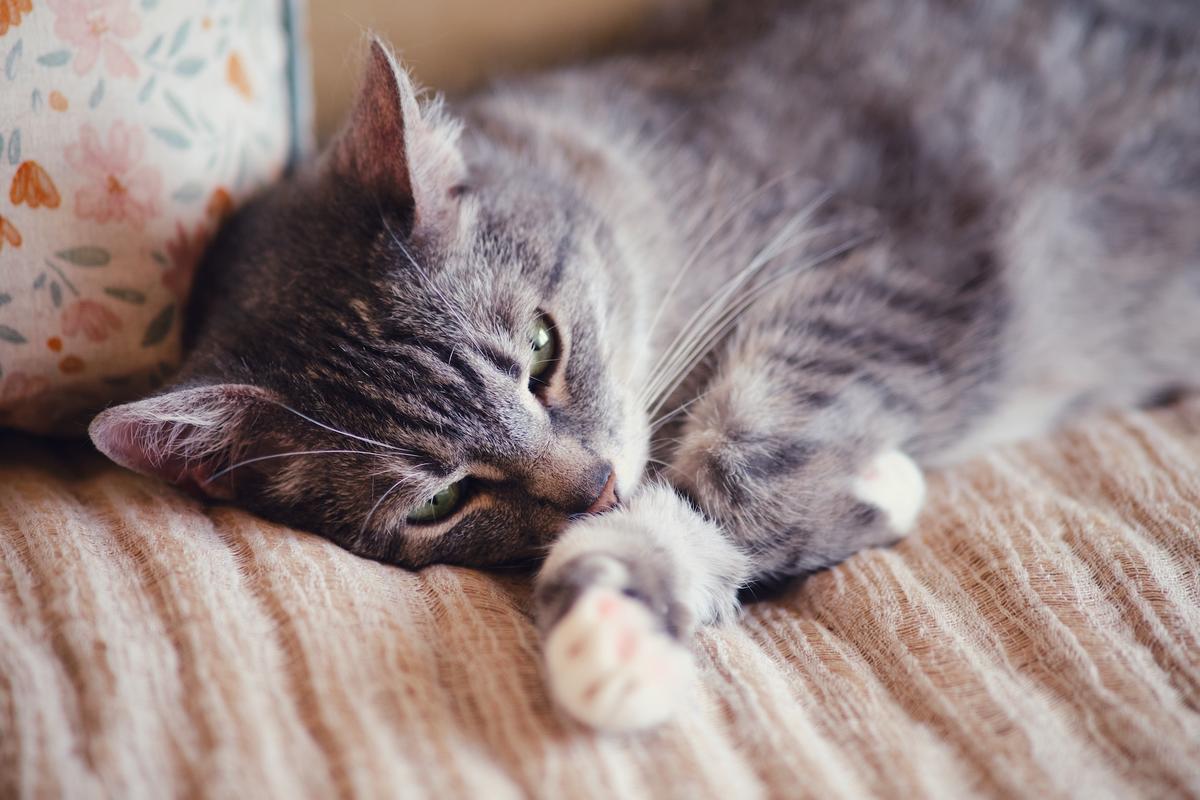 Hyperthyroidism Common in Older Cats