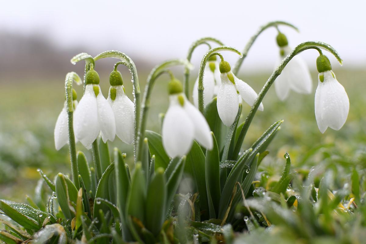 Wergeland entreated the flowers to remember him. (Diana Draginova/Unsplash) <span style="color: #ff0000;"> </span>