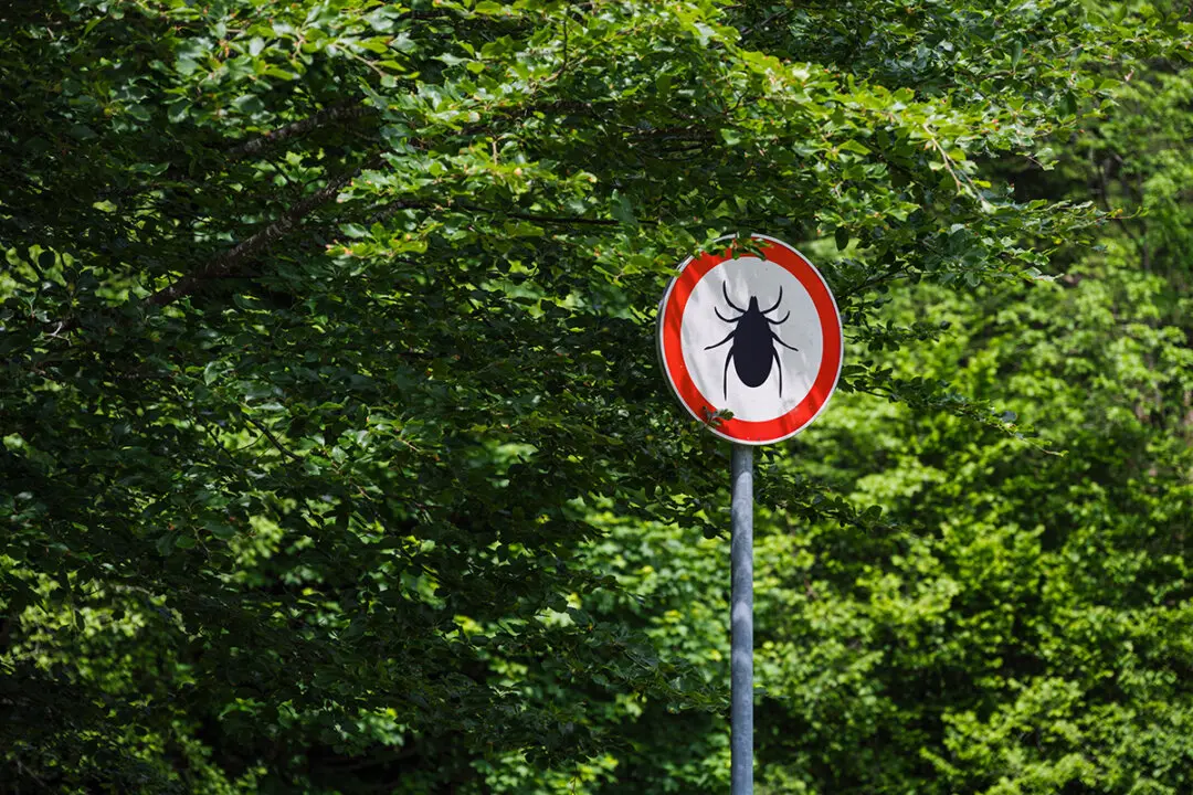 After Decades of Dismissal, Chronic Lyme Disease Is Now Getting Recognized