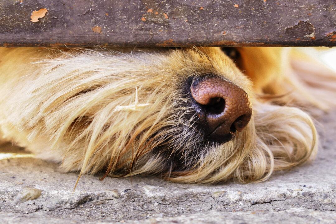 Mold-Sniffing Dogs Uncover Hidden Dangers Traditional Inspectors Miss