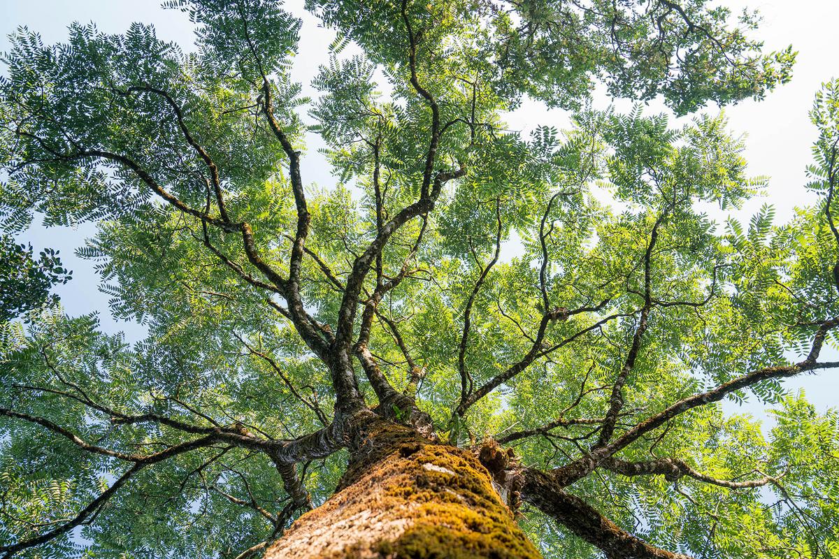 Wisdom grows through humility and reflection. (thianchai sitthikongsak/Getty Images)