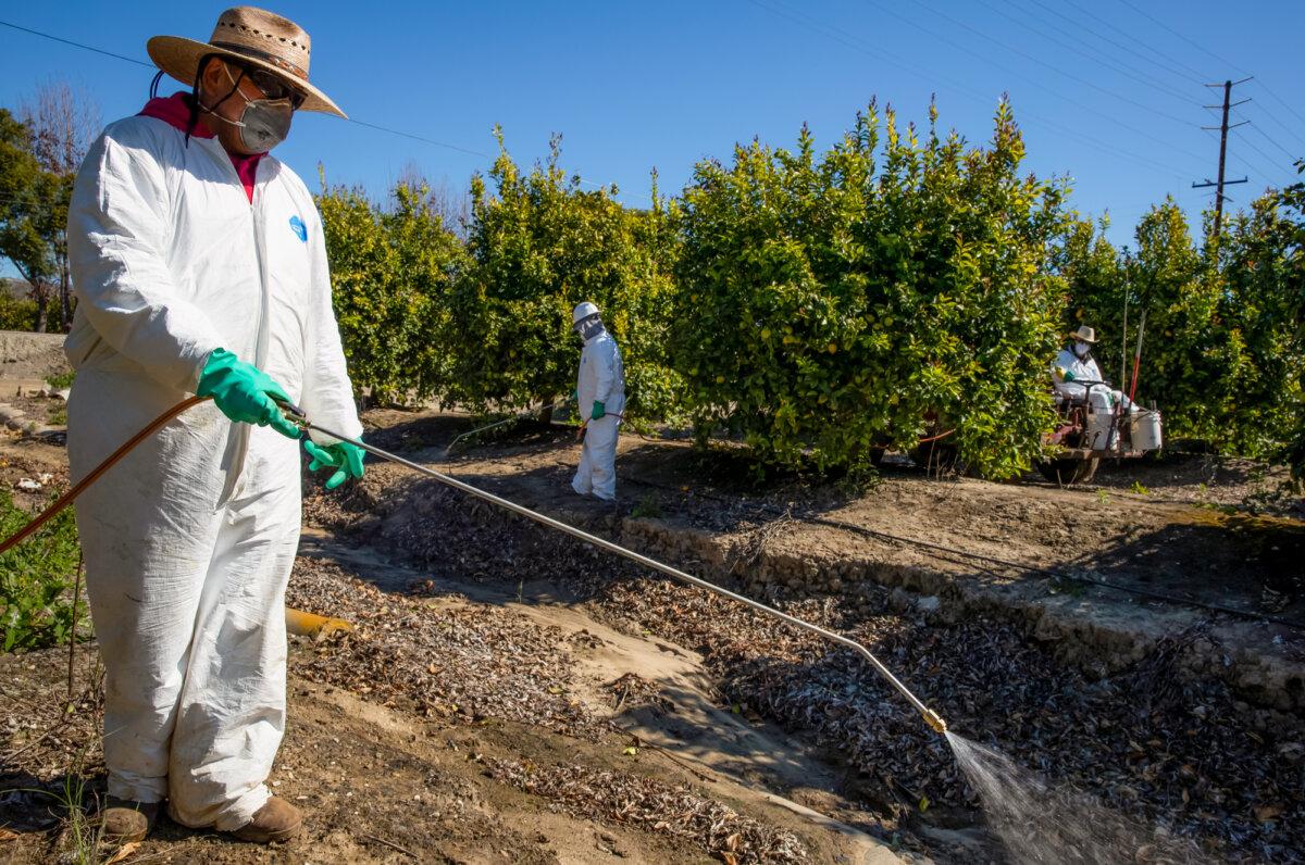 Agricultural laborers spray against insects and weeds inside the orchards of a fruit farm in Mesa, Calif., on March 27, 2020. (Brent Stirton/Getty Images)