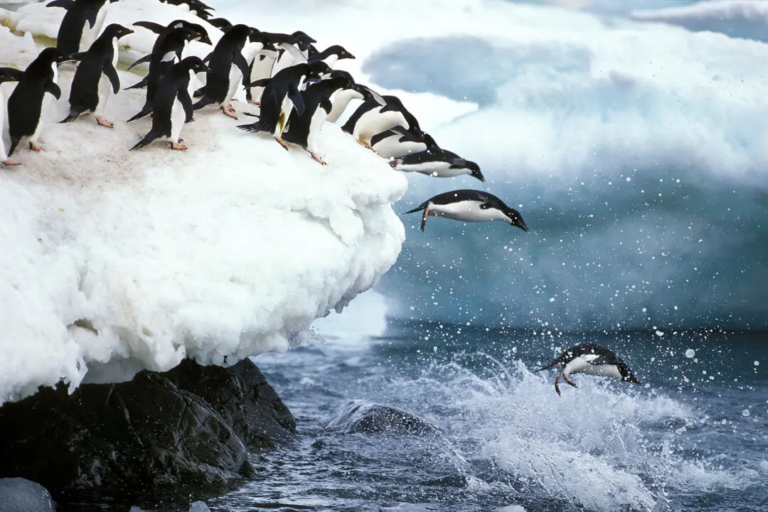 5 Top Places Where Penguins Steal the Show