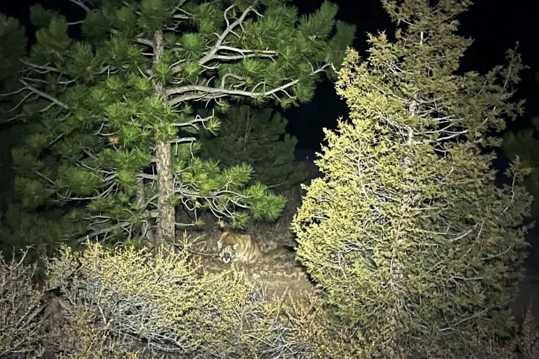 Hiker Killed in Rare Suspected Mountain Lion Attack in Colorado