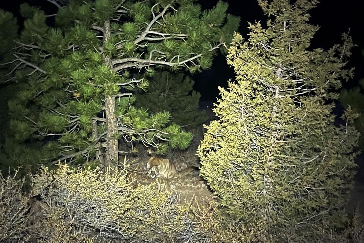 Hiker Killed in Rare Suspected Mountain Lion Attack in Colorado