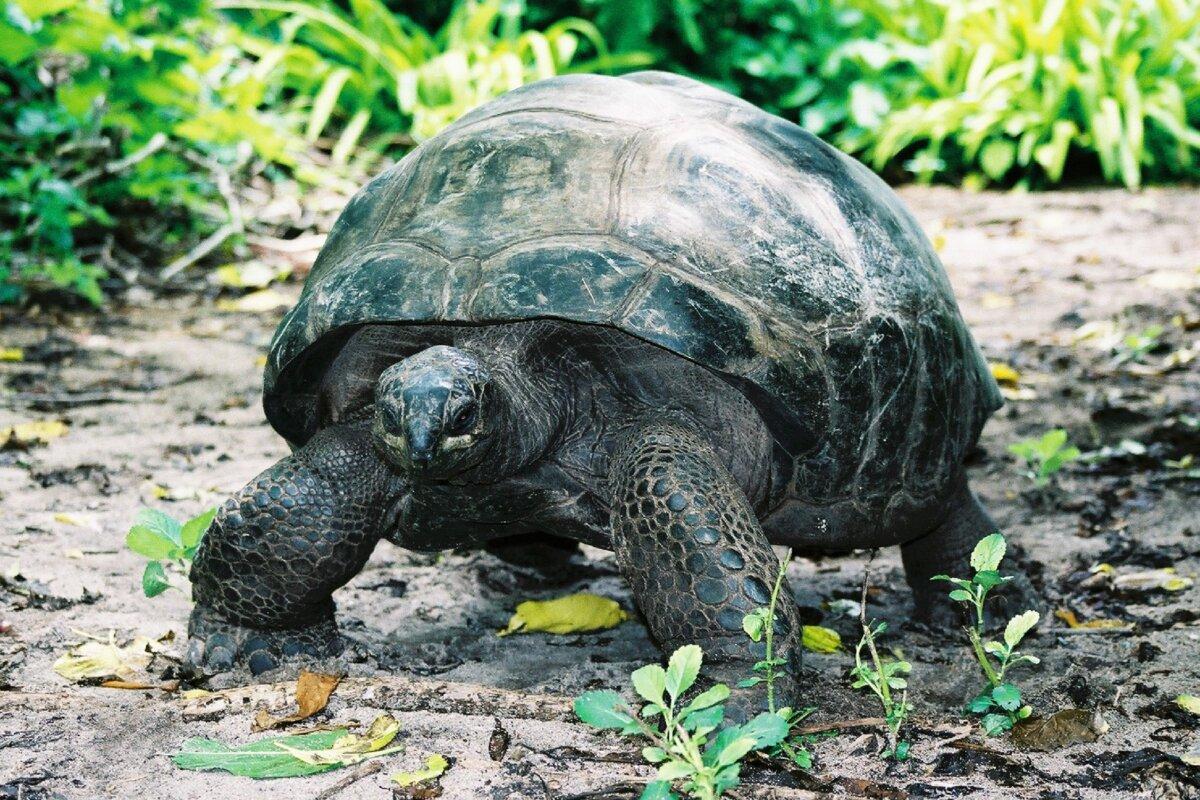Scientists have discovered the shell of a large land turtle in Crystal River, Fla. (David Bate/Dreamstime)
