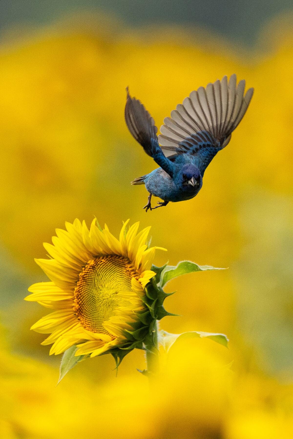 "Wings of Summer" by Zhenhuan Zhou. (Courtesy of the NTD International Photography Competition)