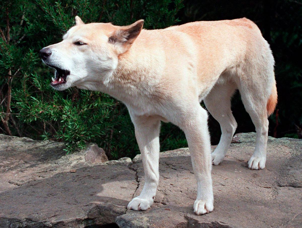 Dingo Pack Surrounded Canadian Found Dead on Beach, Australian Police Say