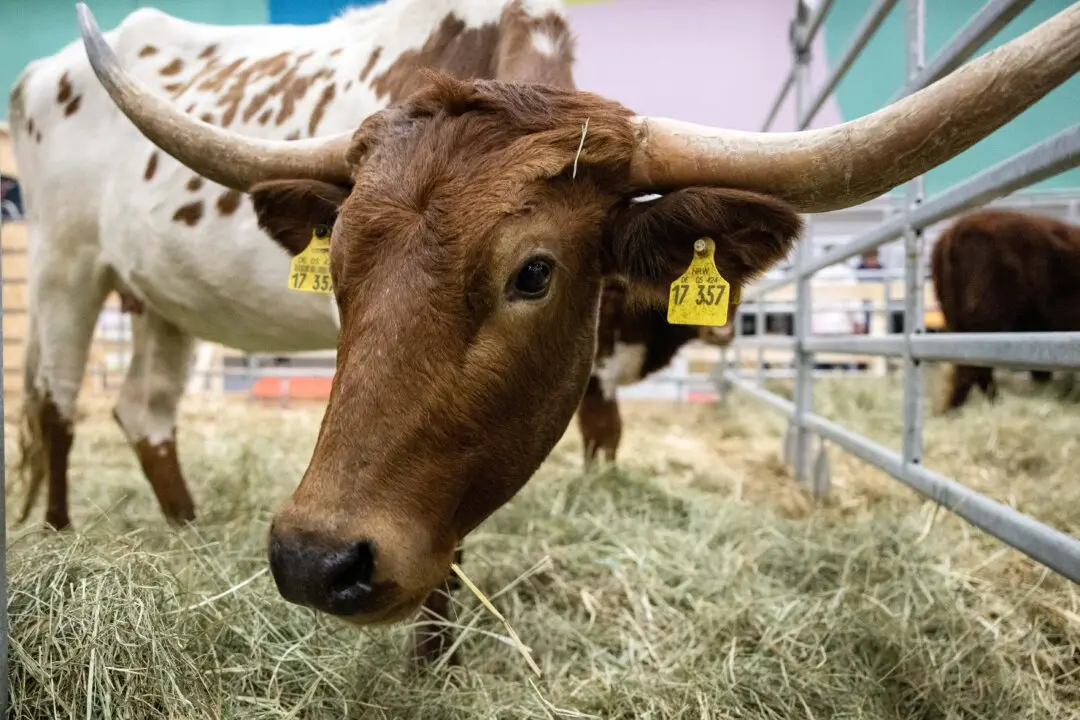 How Regenerative Beef Production Could Restore Desertified Land and Strengthen Public Health