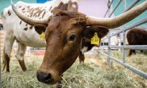 How Regenerative Beef Production Could Restore Desertified Land and Strengthen Public Health