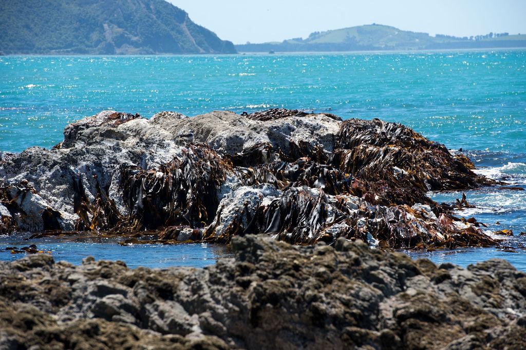 The seashore along State Highway 1 in Oaro in New Zealand's South Island on Nov. 21, 2016. (Marty Melville/AFP via Getty Images)