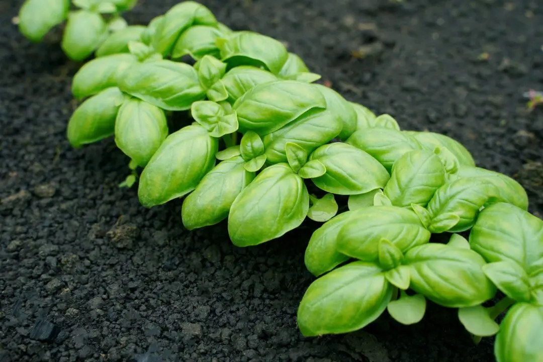 2026 All-America Selections Winners