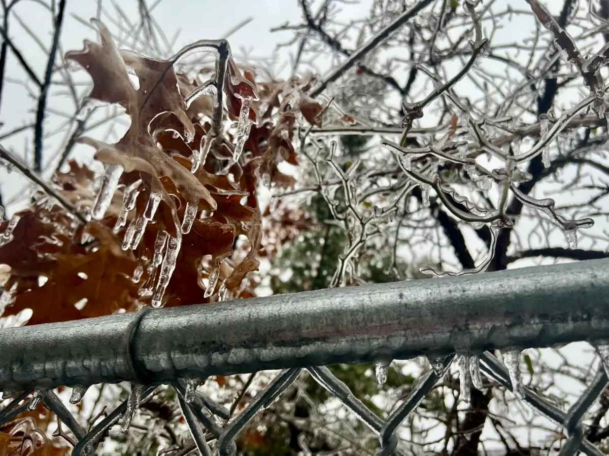 US Storm Leaves Over 880,000 Without Power, 10,000 Flights Canceled | USNN World News Tree branches and leaves are coated with ice as more than 200,000 people woke up without power in Tennessee, in Lebanon, Tenn., on Jan. 25, 2026. (Jacki Thrapp/The Epoch Times)