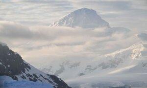 The Penguin That Sparked Gen Z’s Existential Reckoning