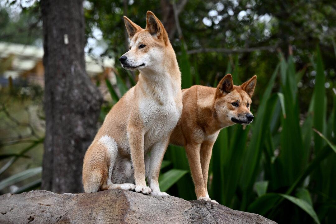 Father of Deceased Canadian Backpacker Says She Wouldn’t Want to See Dingoes Culled