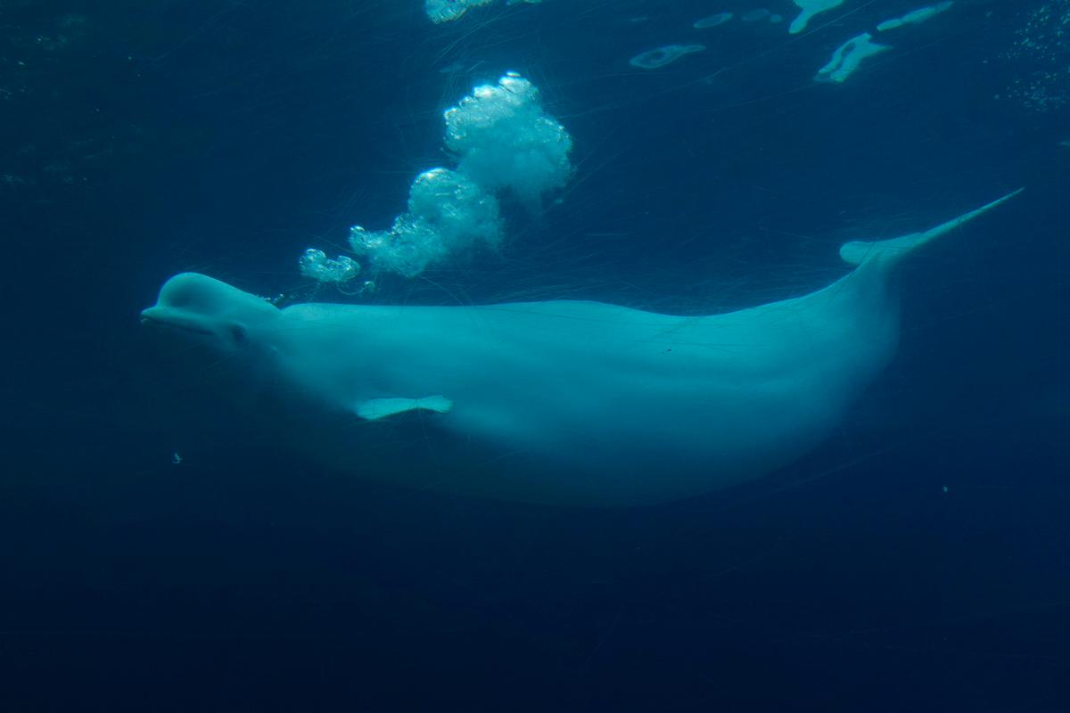 Ottawa Gives Conditional Approval for Marineland to Export Remaining Belugas to US