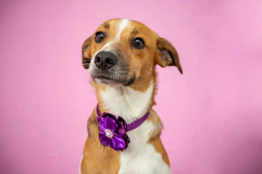 Mammary Tumors Common in Unsterilized Female Dogs