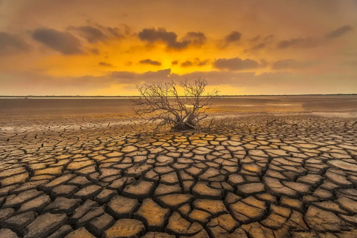 "Dead Trees on Dry Land" by Ming-Lun Tsai. (NTD 5th International Photography Competition)