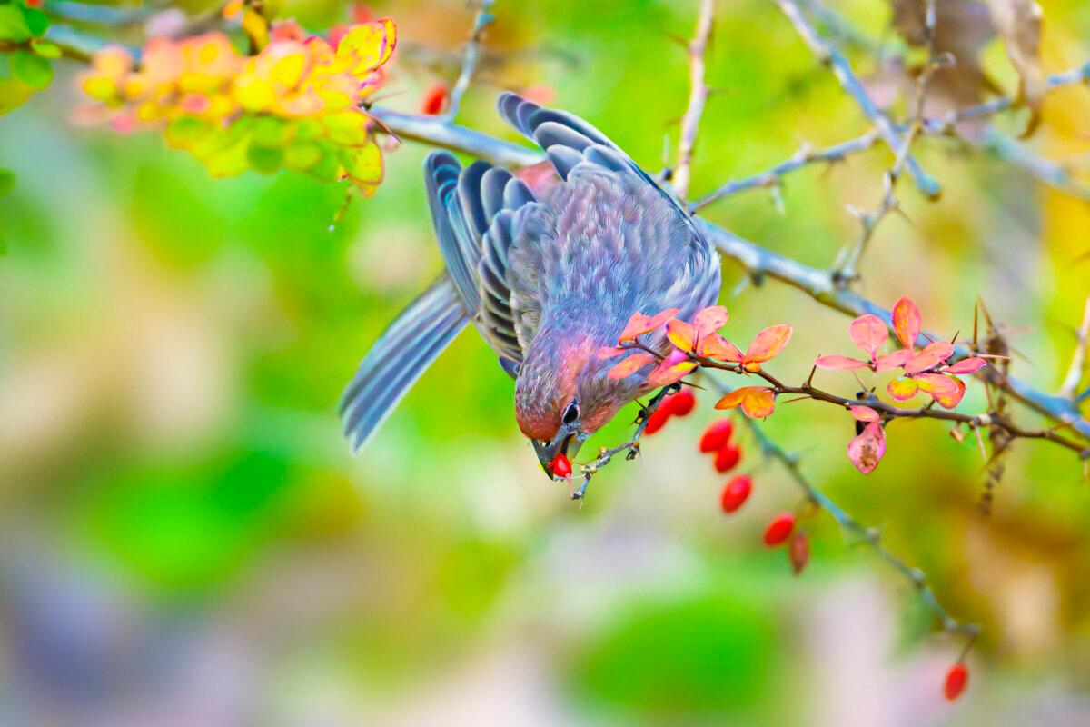 "Crimson Cravings" by Mathew Zohn. (NTD 5th International Photography Competition)