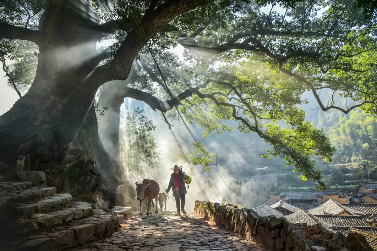 "Returning Home" by Chin-Lung Chen. (NTD 5th International Photography Competition)