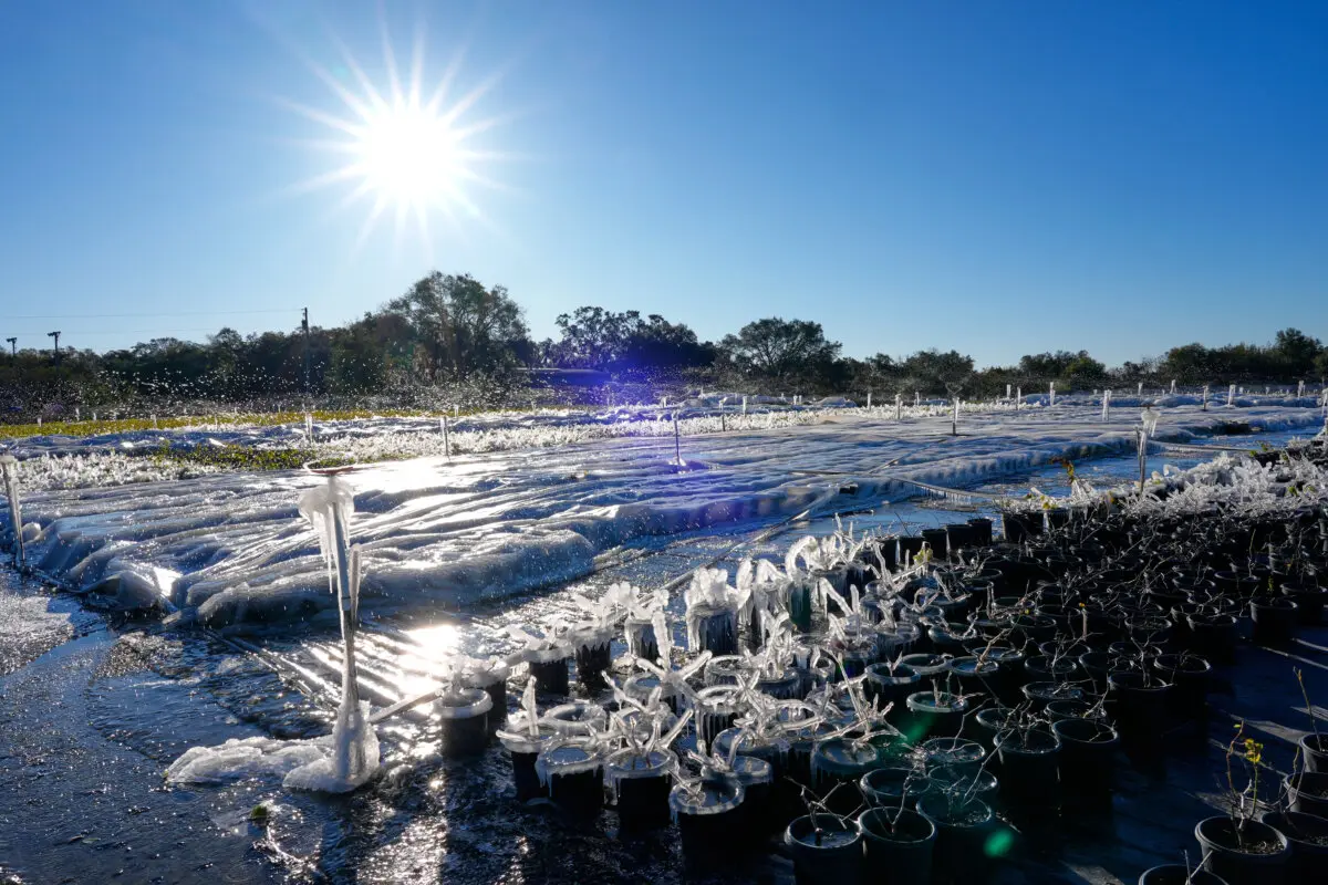 More Winter Weather Leads to Heavy Snow, Canceled Flights And, in Florida, Falling Iguanas | USNN World News As temperatures dipped below freezing, sprinklers spray water over frost sensitive plants covering them with ice to insulate them from the cold at DeWar Nurseries in Apopka, Fla., on Feb. 1, 2026. (John Raoux/AP Photo)