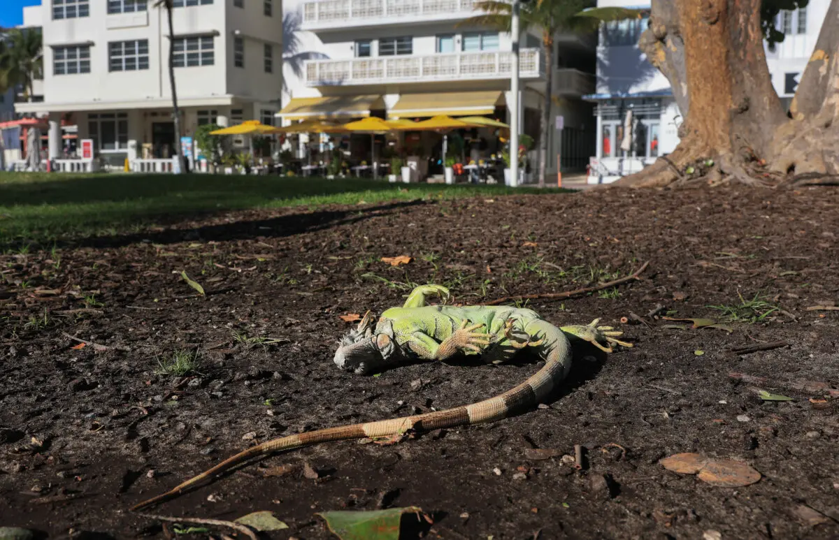 More Winter Weather Leads to Heavy Snow, Canceled Flights And, in Florida, Falling Iguanas | USNN World News A cold-stunned green iguana lies on the ground in Miami Beach, Fla., on Feb. 1, 2026. (Joe Raedle/Getty Images)