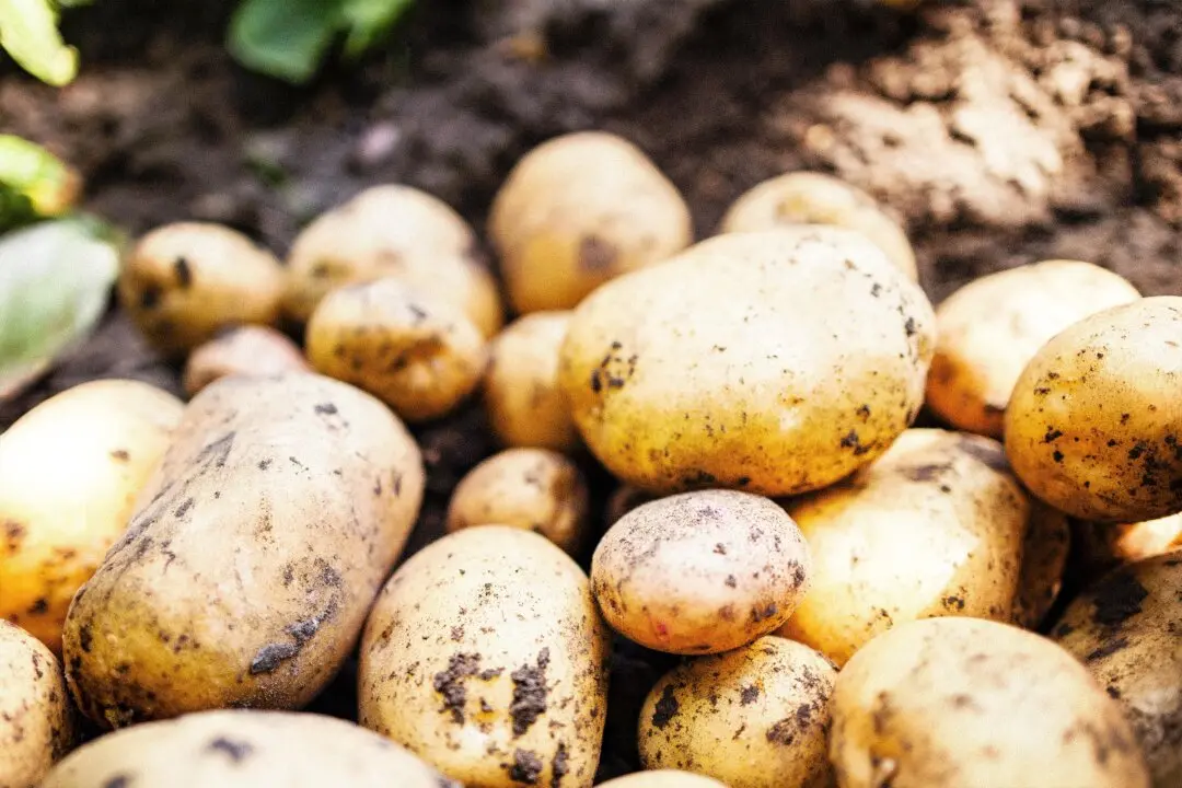 Eat Potatoes the Right Way: Calm Your Stomach, Curb Blood Sugar Spikes, and Lose Weight