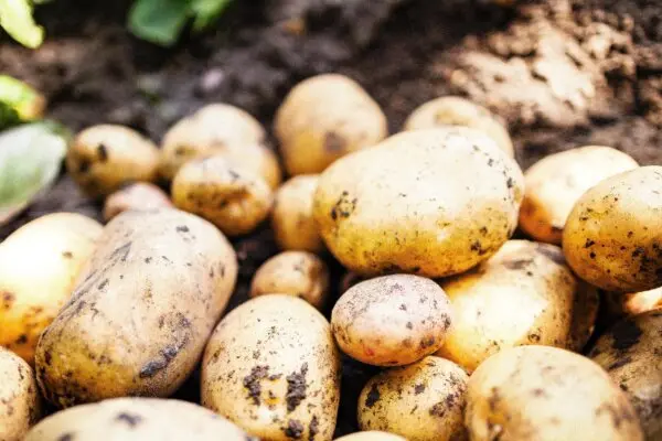 Eat Potatoes the Right Way: Calm Your Stomach, Curb Blood Sugar Spikes, and Lose Weight