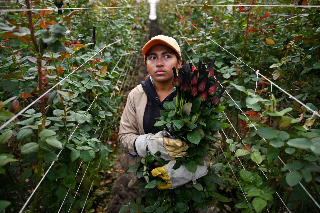 An employee cuts roses for export at Ayura Flowers in Sopo municipality near Bogota on February 3, 2026. Colombia is one of the world's largest flower exporters, and millions of flowers of all kinds are shipped around the world to meet the demand for Valentine's Day on February 14. (Photo by Raul ARBOLEDA / AFP via Getty Images)