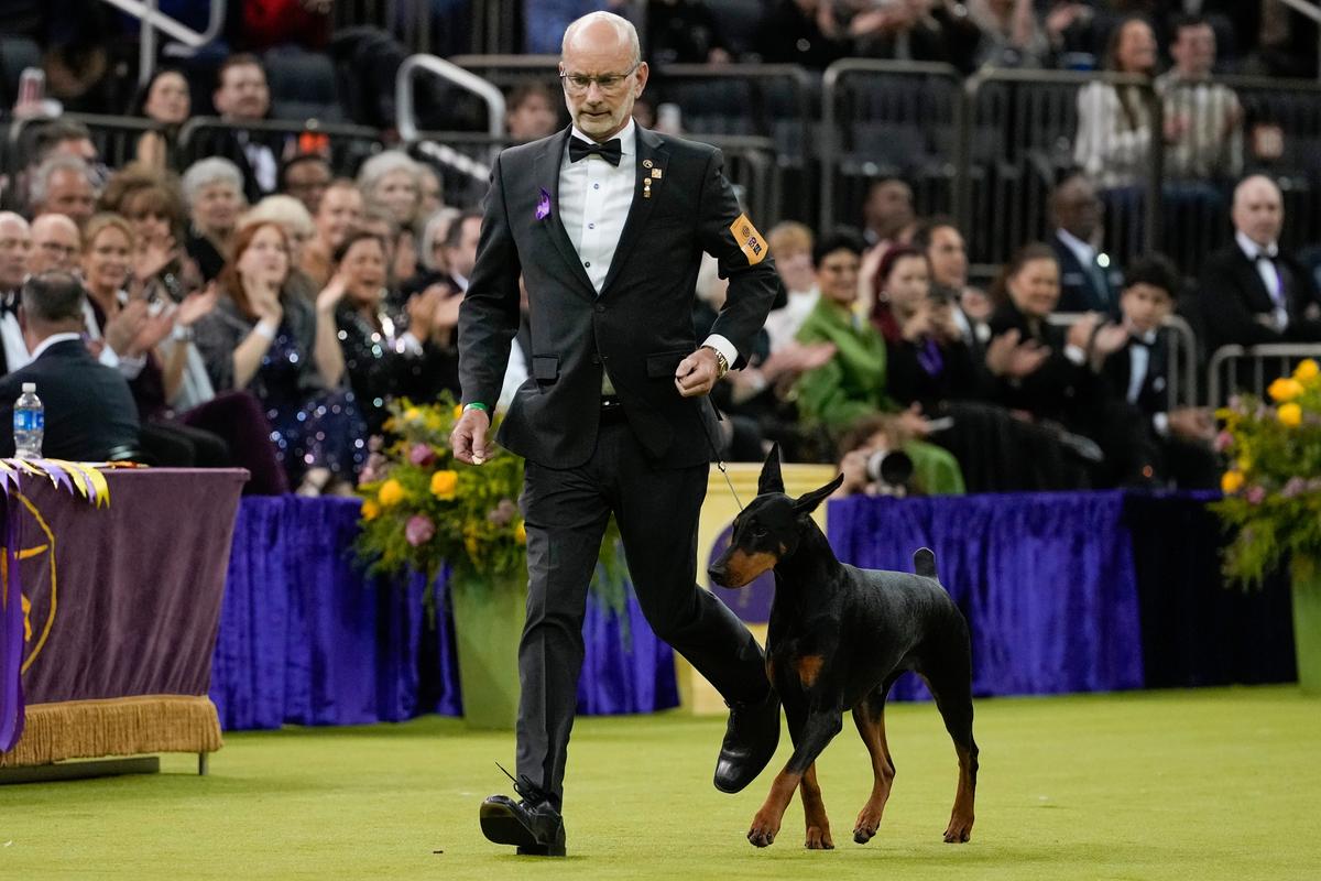 Penny the Doberman Pinscher Wins 150th Westminster Dog Show