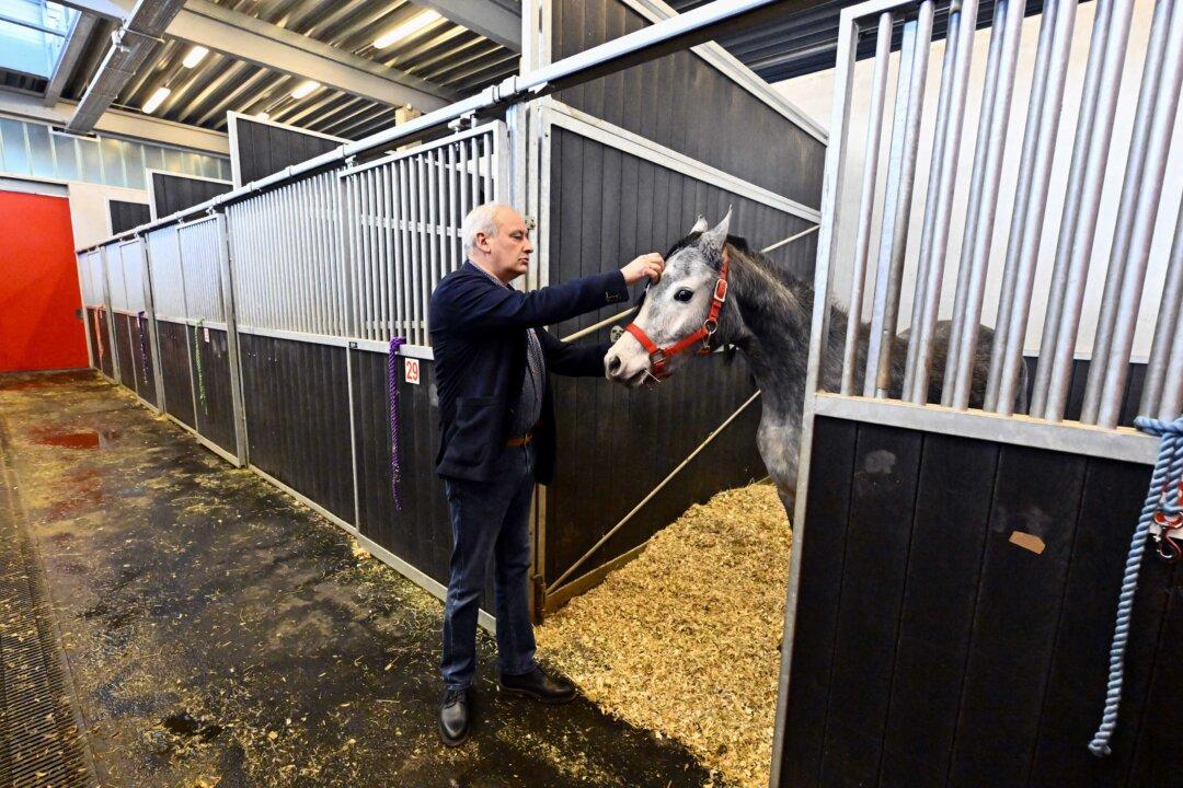 Horse Inn Manager's Christian Jaucot pictured during the re-opening of the border control post at Liege airport, on Wednesday 04 February 2026, in Grace-Hollogne. BELGA PHOTO ERIC LALMAND (Photo by ERIC LALMAND / BELGA MAG / Belga / AFP via Getty Images)