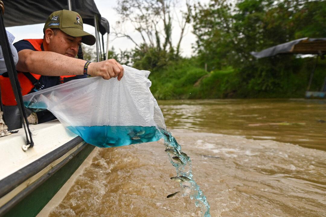 Fish are released by environmental authorities during a stocking of 15,000 fish in the Cauca River during the celebration of World Wetlands Day in Yumbo, Valle del Cauca department, Colombia, on February 4, 2026. (Photo by JOAQUIN SARMIENTO / AFP via Getty Images)