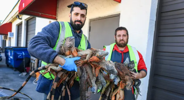 America in Photos: Cold-Stunned Iguanas, Religious Freedom Summit, and Utah Snow Drought