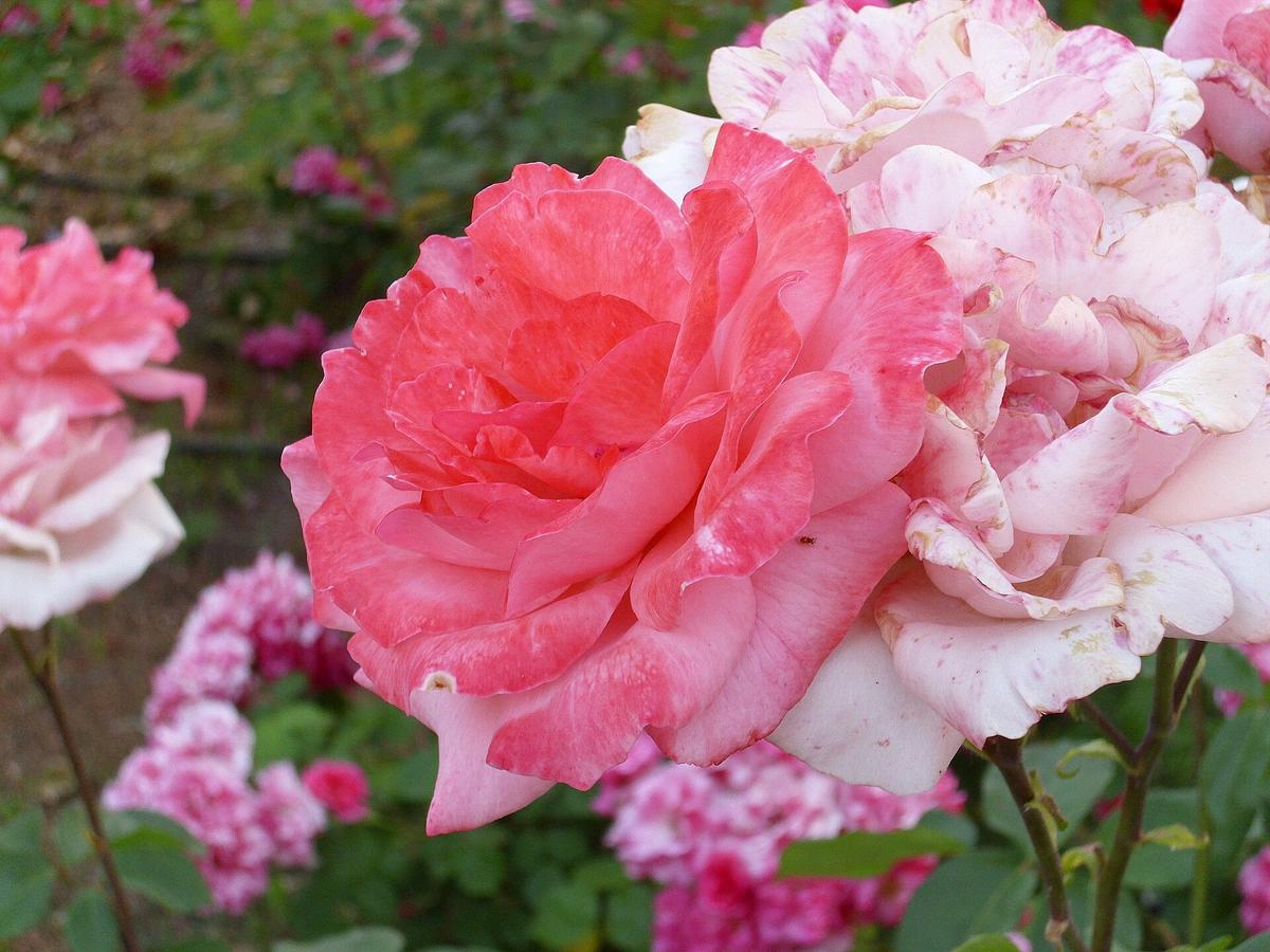 Porter named the rose after his wife, who mentioned wanting to be important enough to have a flower named after her. (<a href="https://commons.wikimedia.org/w/index.php?title=User:Javier_martinlo&action=edit&redlink=1">Javier martinlo</a>/<a href="https://creativecommons.org/licenses/by-sa/3.0/deed.en">CC BY-SA 3.0</a>)