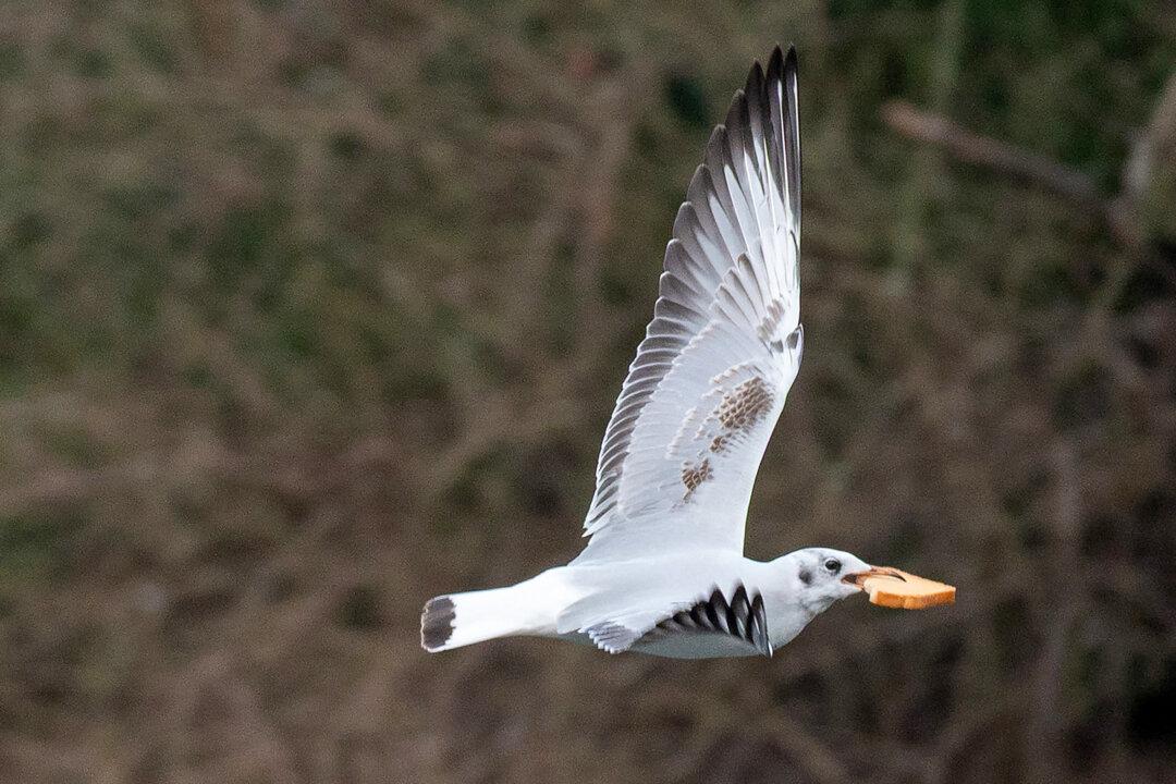 A pigeon flies with a slice of bread over a pond in the City park (Stadtpark) in Vienna, Austria on February 11,2026. The recent mild temperatures help birds in their search for food in unfrozen waters. (Photo by Joe Klamar / AFP via Getty Images)