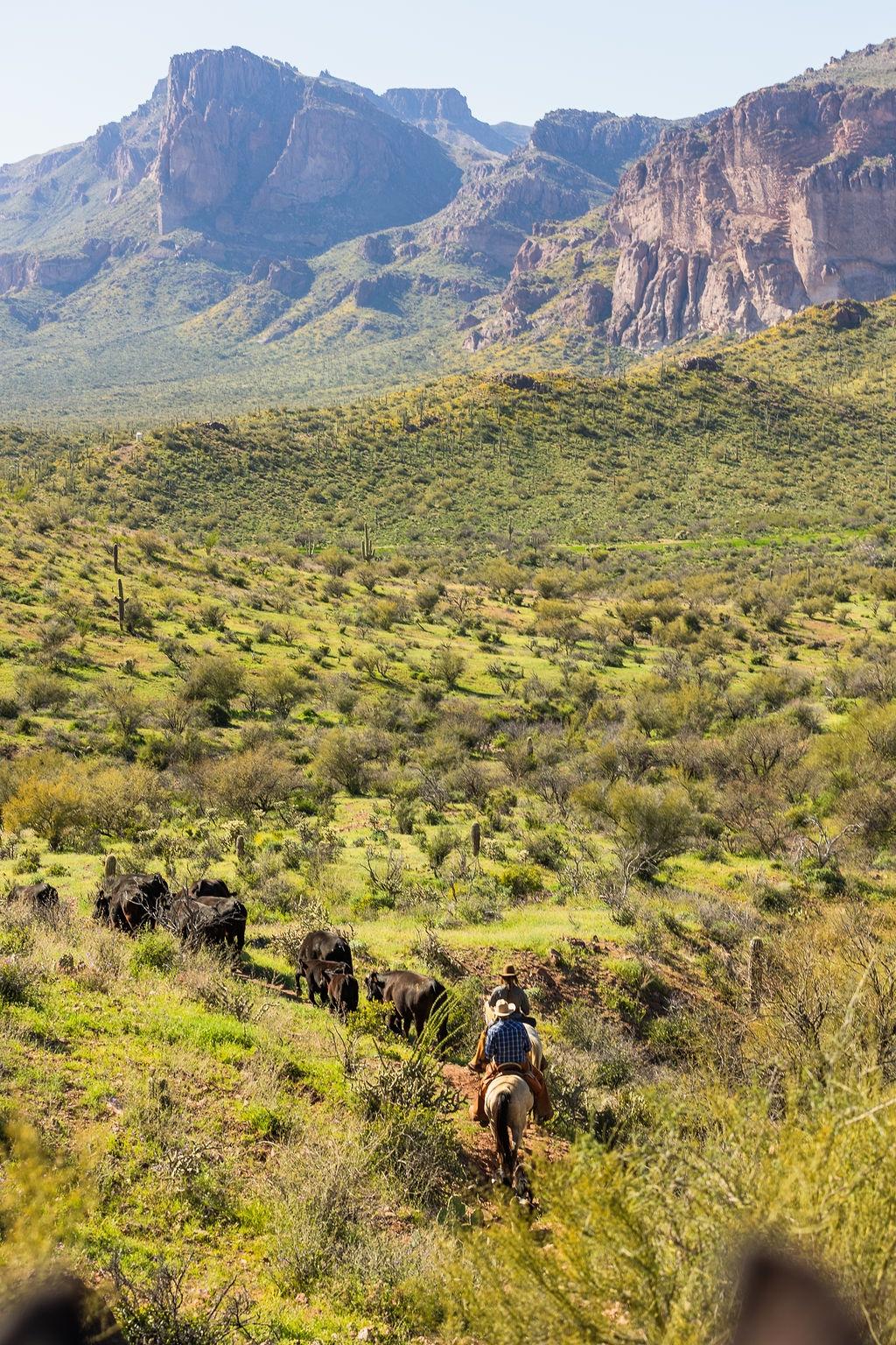 Working on a ranch in Arizona and riding her colt, Goose. (Taylor Tatum)