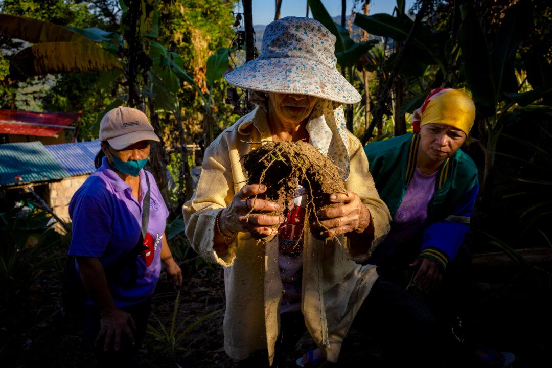 SABLAN, PHILIPPINES - FEBRUARY 13: Farmers Felisa Ap-ap, Myrcita Basilio and Cinderella Emilio harvest purple yams from the side of the mountain on February 13, 2026 in the village of Bayabas, Sablan, Philippines. The global appetite for ube, the Philippines’ signature purple yam, is surging as the ingredient trends in cafes and bakeries worldwide. But climate change, dwindling stock and limited government support are straining small farmers and putting future harvests at risk. (Photo by Ezra Acayan/Getty Images)
