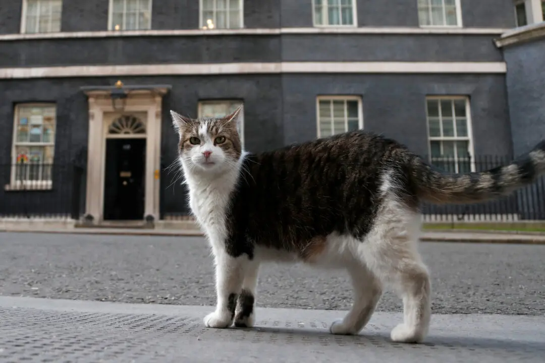 ‘First Feline’ Larry Marks 15 Years as Britain’s Political Top Cat